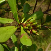 Lumnitzera littorea (Jack) Voigt